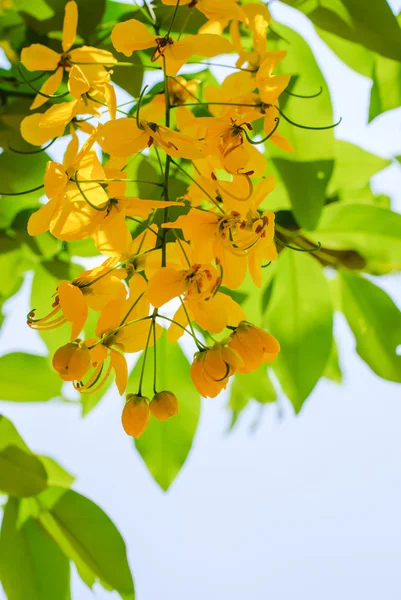 Goldene Duschblumen — Stockfoto