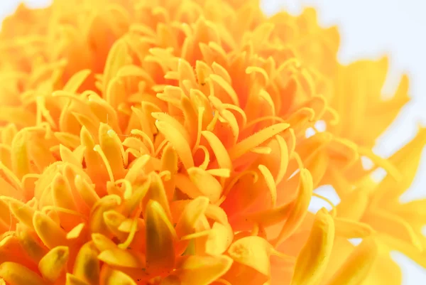 해바라기 꽃 — 스톡 사진