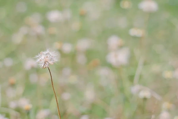 Kwiat roślina trawa weed — Zdjęcie stockowe