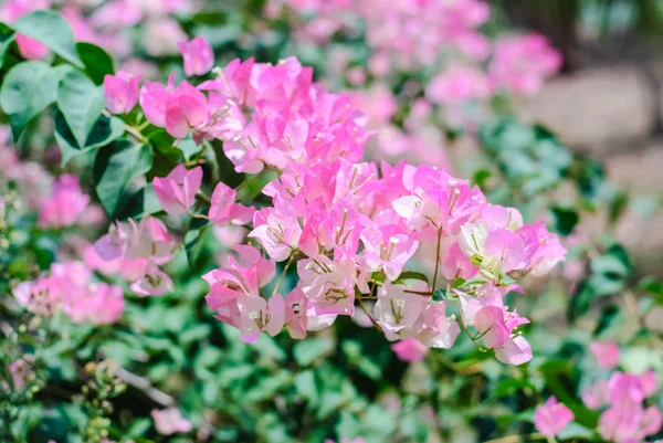 Бугенвилья розовая — стоковое фото