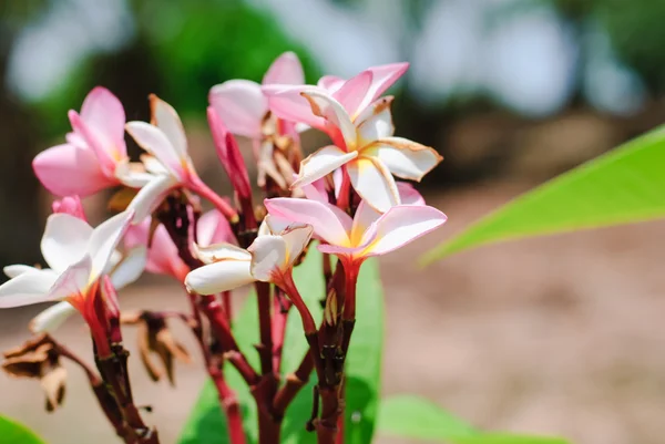 핑크 plumeria — 스톡 사진