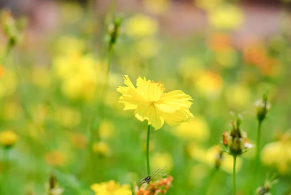 Flor del cosmos —  Fotos de Stock