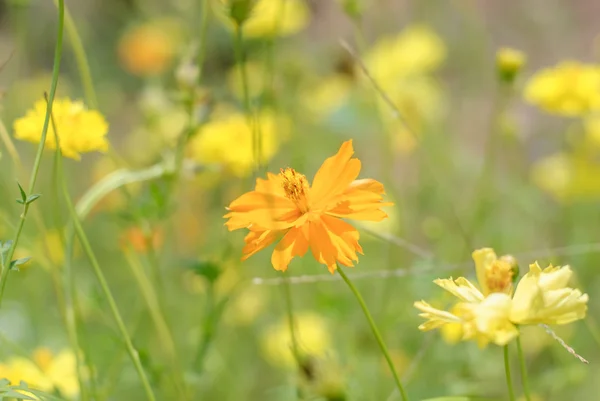 Flor del cosmos —  Fotos de Stock