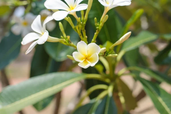 Plumeria — Fotografia de Stock