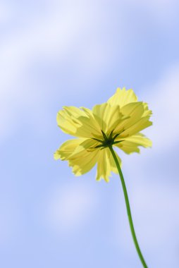  Cosmos çiçek