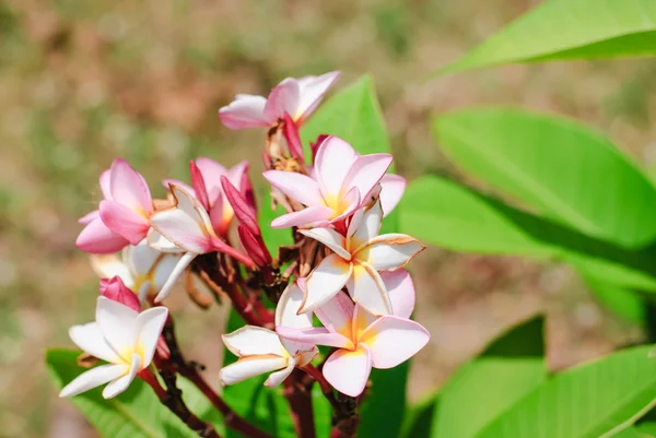 Roze plumeria — Stockfoto