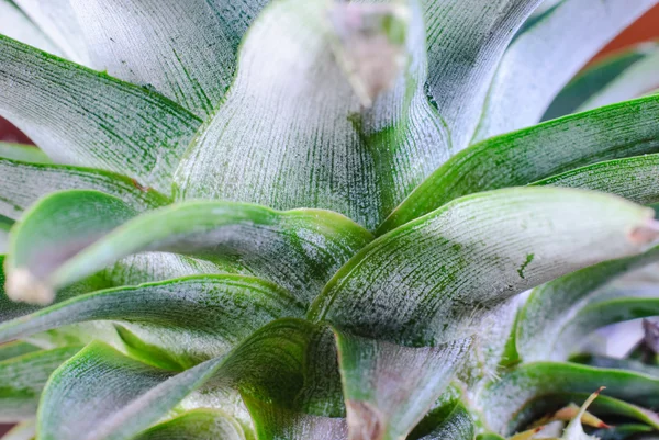 Ananas volwassen lea — Stockfoto