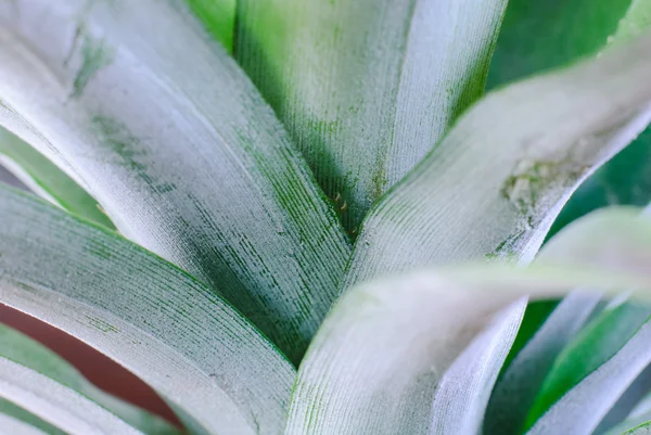 Groene ananas volwassen blad — Stockfoto