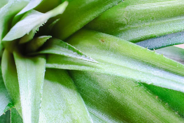 Hoja madura de piña — Foto de Stock