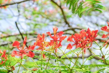  alev ağacı çiçek