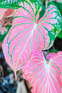 Essentials koleksiyonu