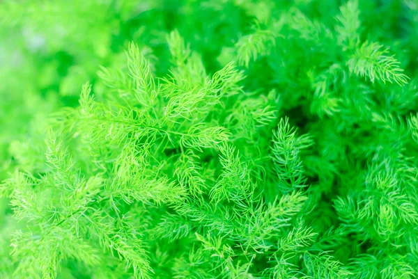 Asparagus Fern — Stock Photo, Image