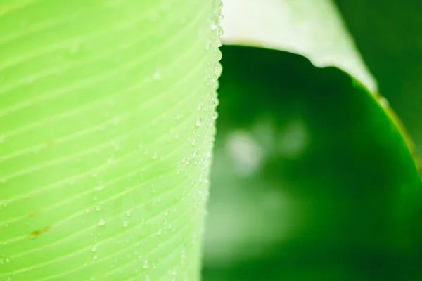 Foglia di banana — Foto Stock