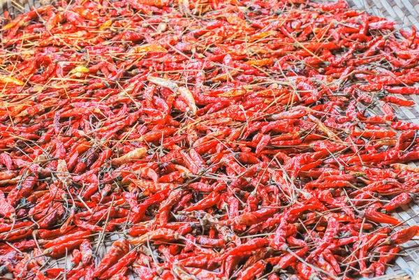 Chiles secos — Foto de Stock