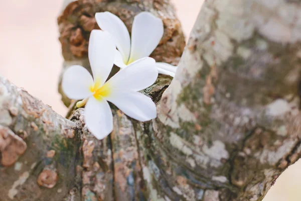 Plumeria biała — Zdjęcie stockowe