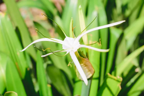 Haaklelie asiaticum bloemen — Stockfoto