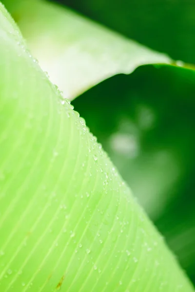 Foglia di banana — Foto Stock