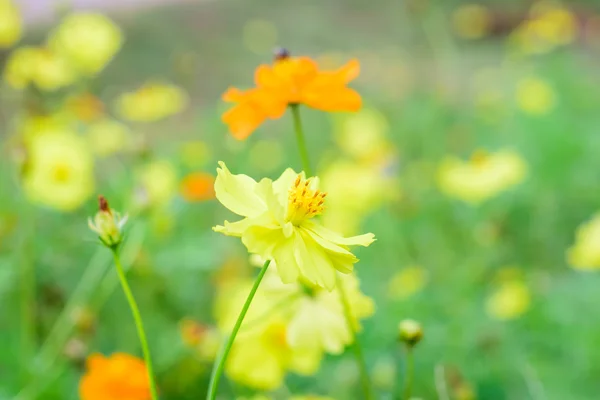 Flor del cosmos —  Fotos de Stock