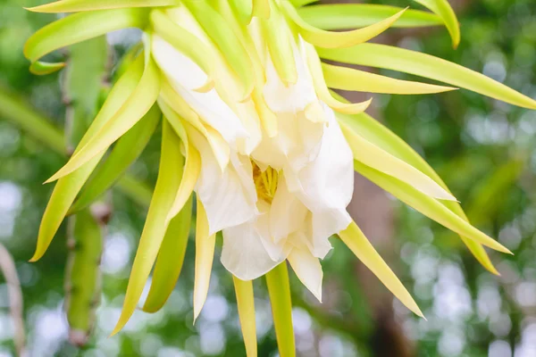 Flor flor branca de fruto de dragão — Fotografia de Stock