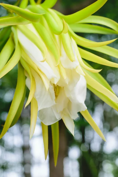 Цветок белого драконьего плода — стоковое фото
