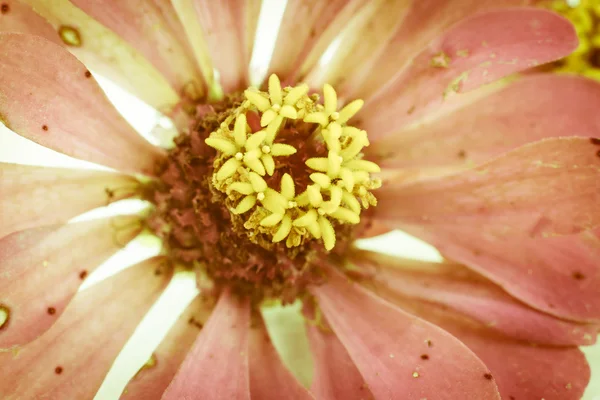 ピンクのジニア花弁 — ストック写真