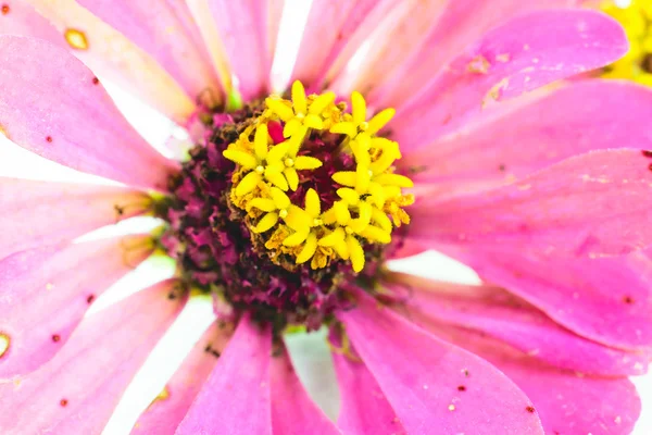 Roze zinnia bloemblaadjes flowe — Stockfoto