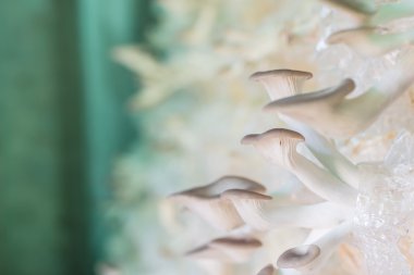 Organik istiridye mantar