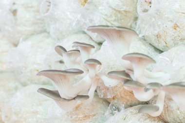 Sağlıklı organik istiridye mantar