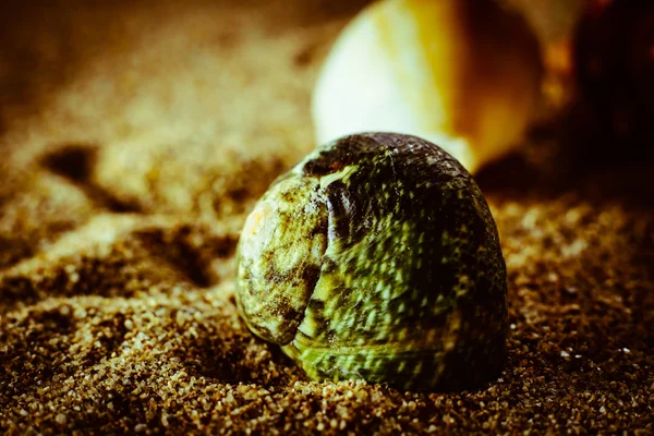 Shell lying in the sand — Stock Photo, Image