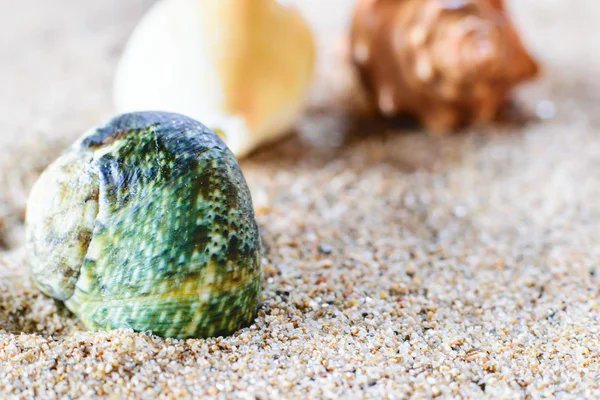 Shell lying in the sand — Stock Photo, Image