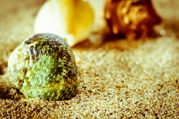 Shell liggend in het zand — Stockfoto