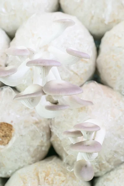 Gezonde organische gewone oesterzwam — Stockfoto