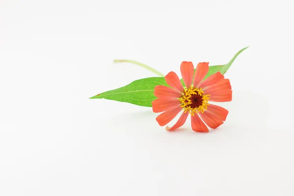 Bloem van zinnia geïsoleerd — Stockfoto