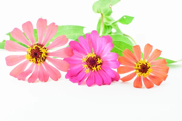 İzole zinnia çiçeği — Stok fotoğraf