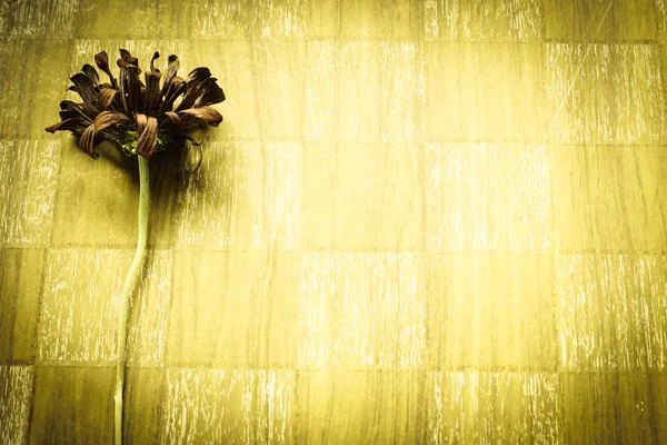 Torkade zinnia blomma — Stockfoto