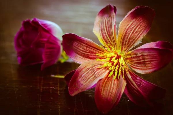 Spring plastic  flowers — Stock Photo, Image