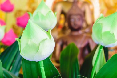 Güzel beyaz nilüfer çiçeği