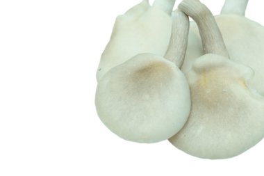 taze istiridye mantar