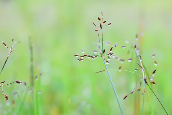 Tautropfen auf dem grünen Gras — Stockfoto