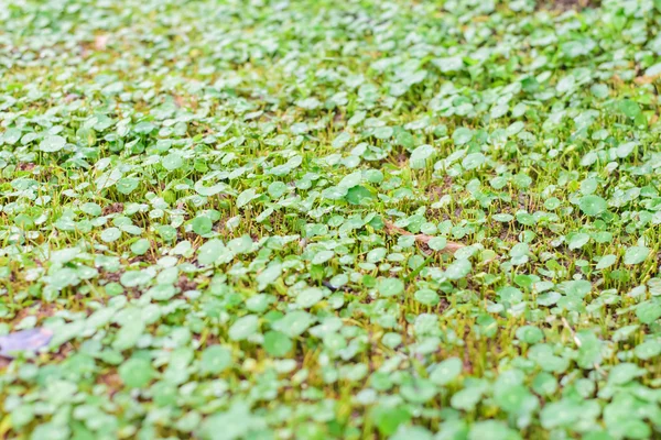 Оставляет Centella asiatica — стоковое фото