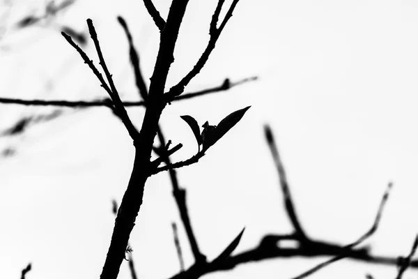 Sylwetka gałęzi drzewa — Zdjęcie stockowe
