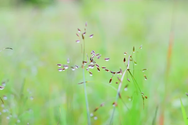 Tautropfen auf dem grünen Gras — Stockfoto