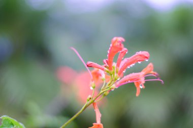 güzel bir kırmızı çiçek