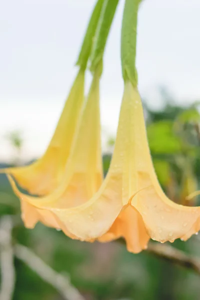 Красивый вырванный цветок — стоковое фото