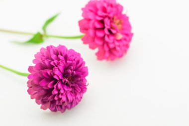 Beyaz arkaplanda Zinnia