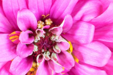 Zinnia yaprakları arka plan