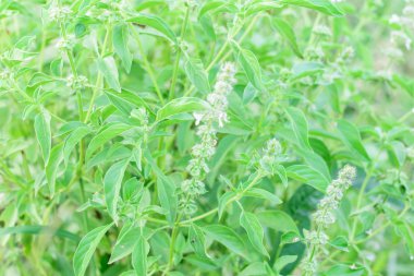 Limon fesleğen taze ot