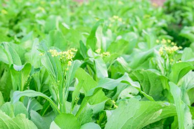 Çin lahanası taze sebze