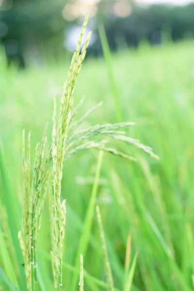 Növekedés hántolatlan rizs mezők — Stock Fotó