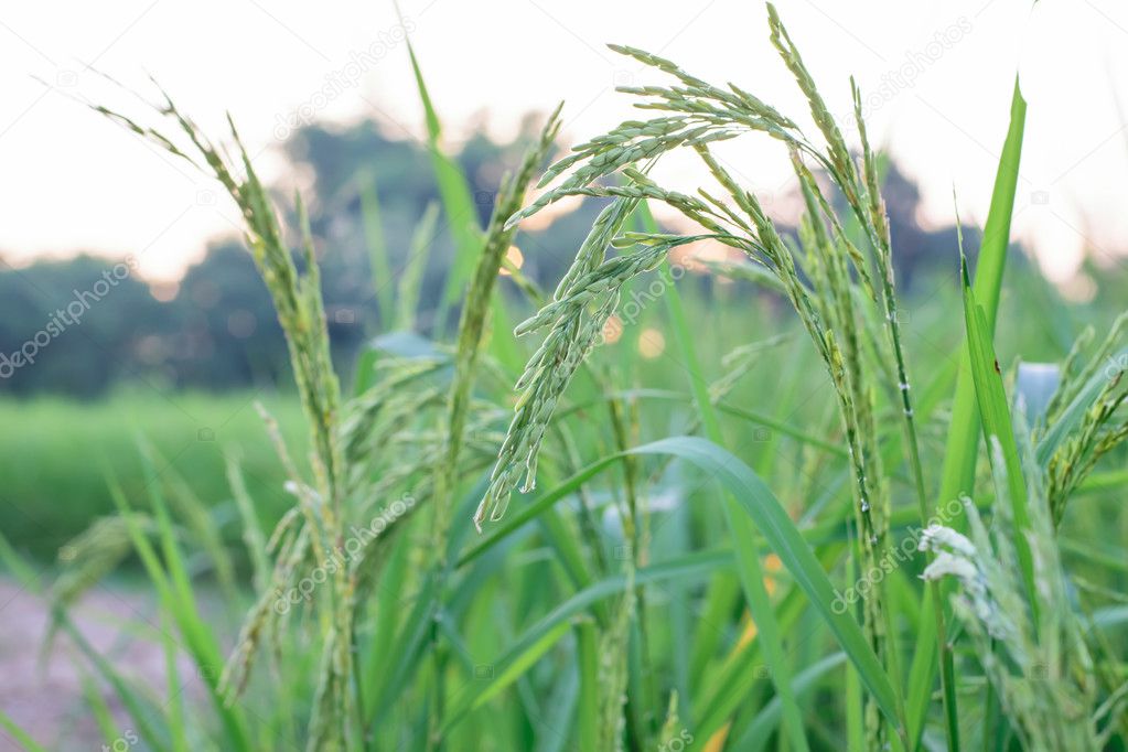green paddy rice field